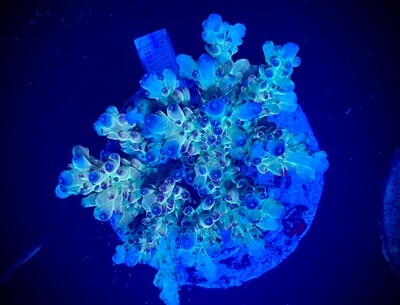 Acropora Indo Colony RFU 005