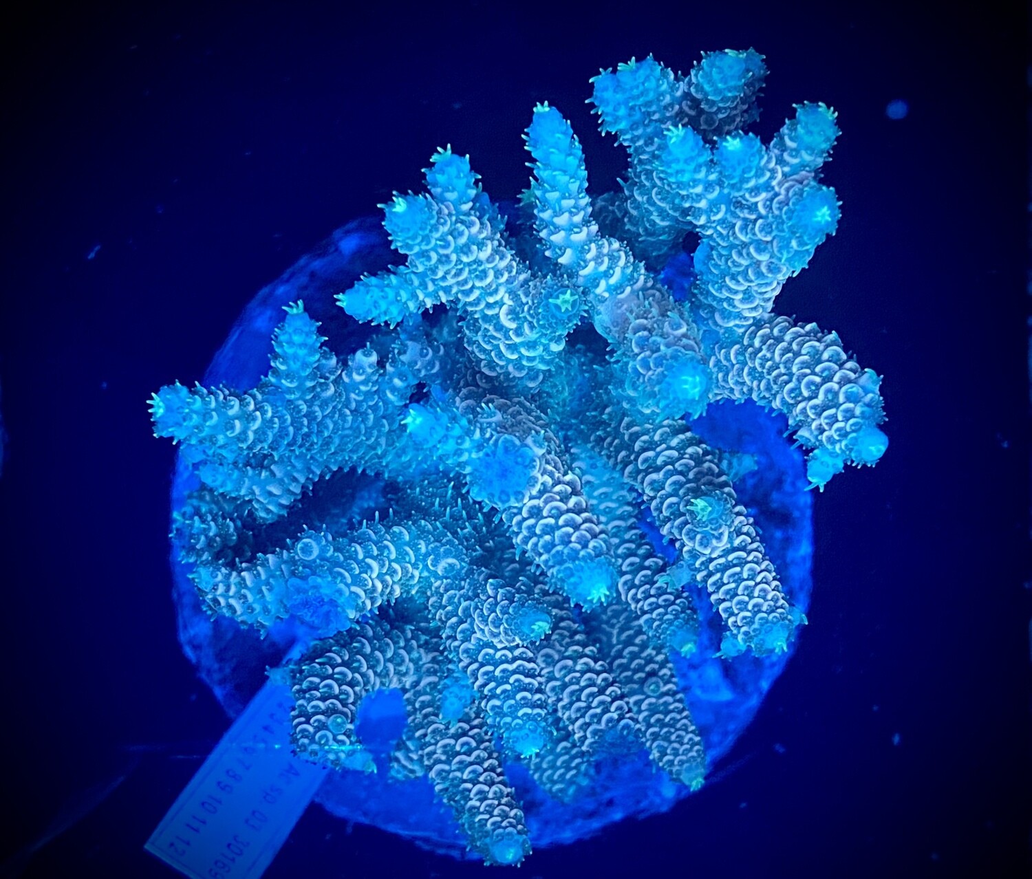 Acropora Indo Colony RFU 006