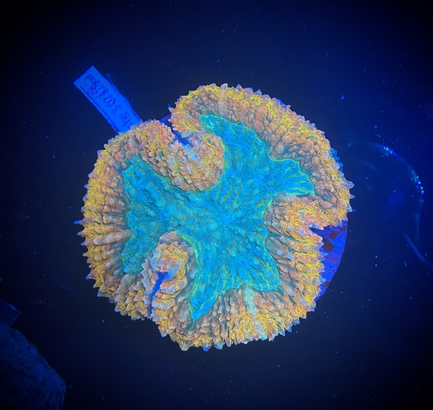 Symphylia Orange Premium