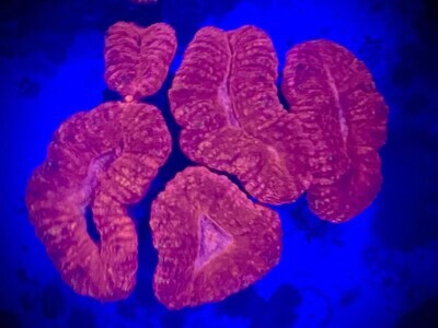 Lobophyllia Pink
