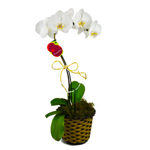 Orquídeas Phalaenopsis