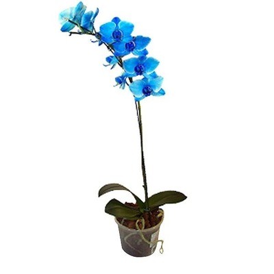Orquídeas Phalaenopsis