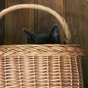 Tierkommunikation (basic)