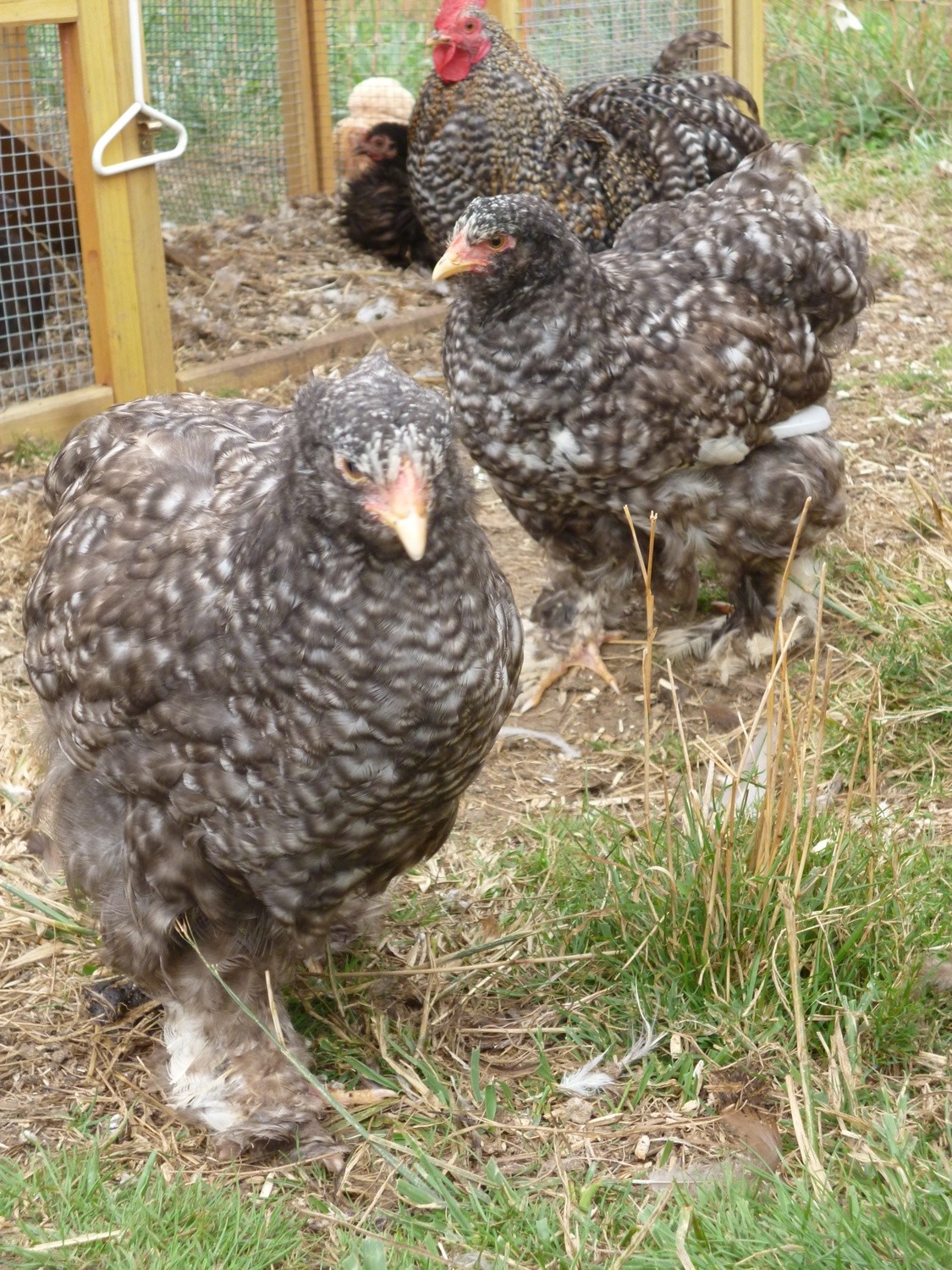Poules cochin coucou noir