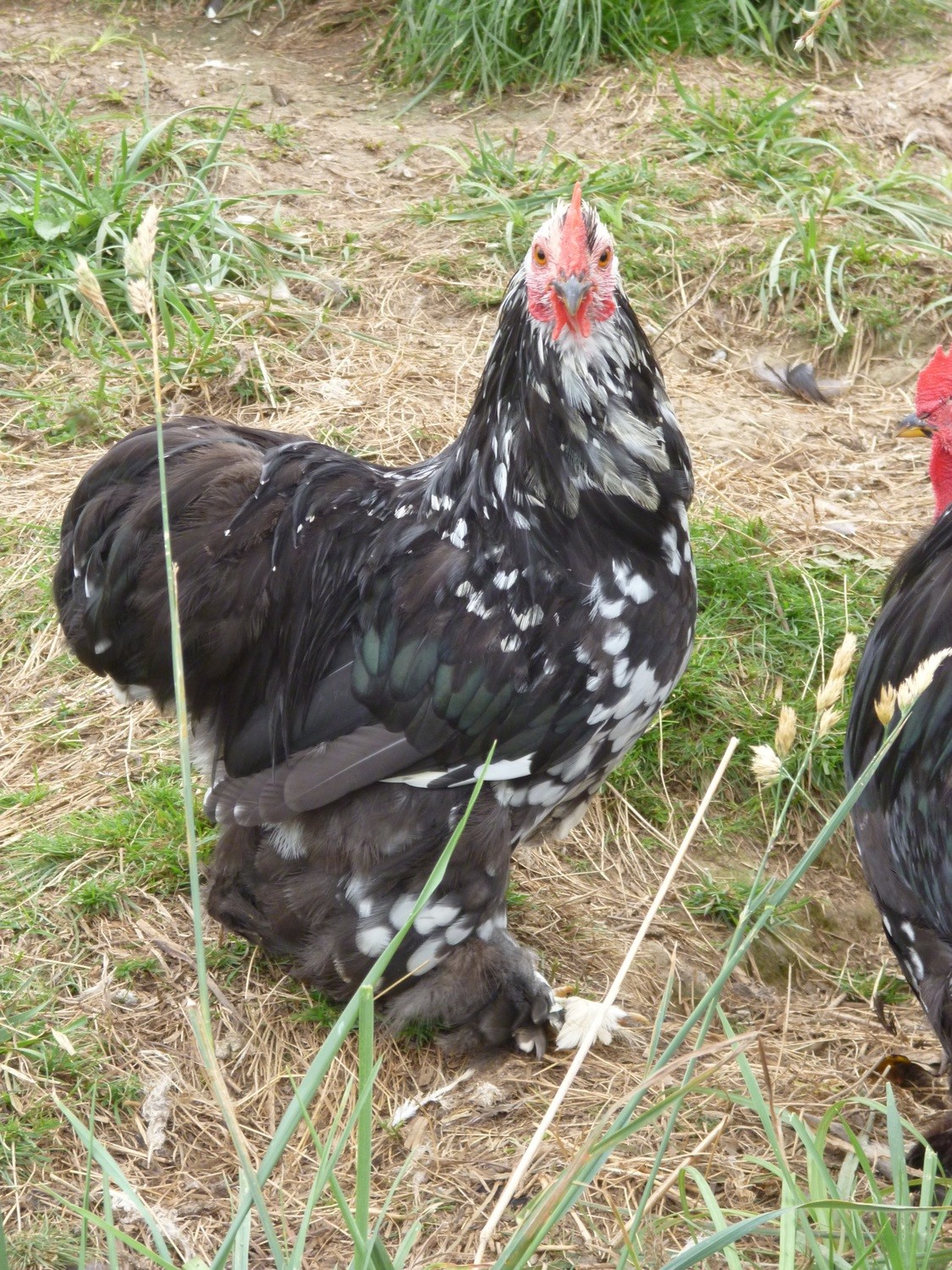 Coq pékin