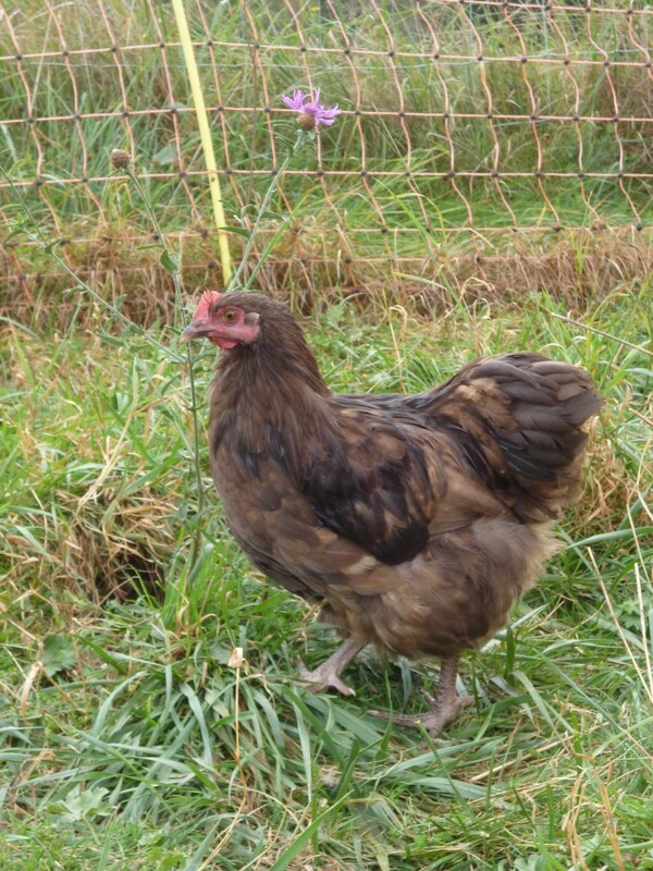 Couple de poules orpington nain chocolat porteur caillouté
