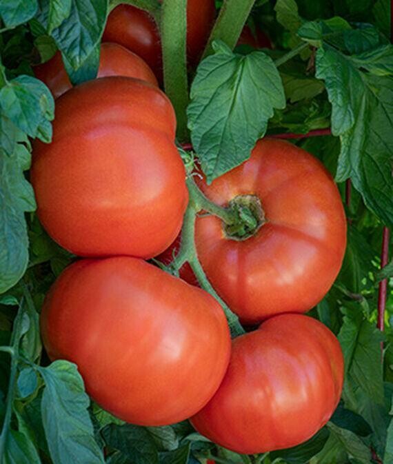 Steakhouse Tomato Plant 4” pot
