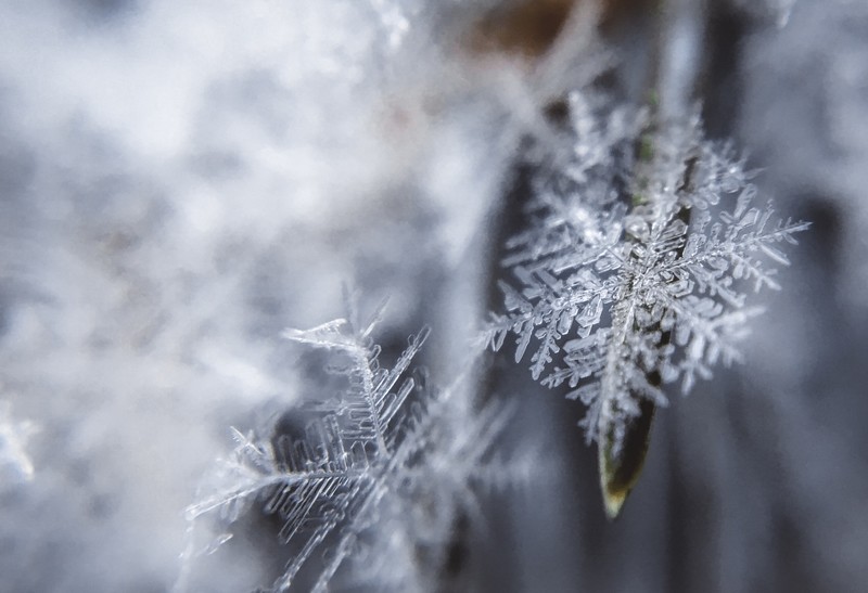 Frost