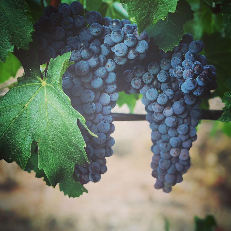 2014 Virago Nebbiolo