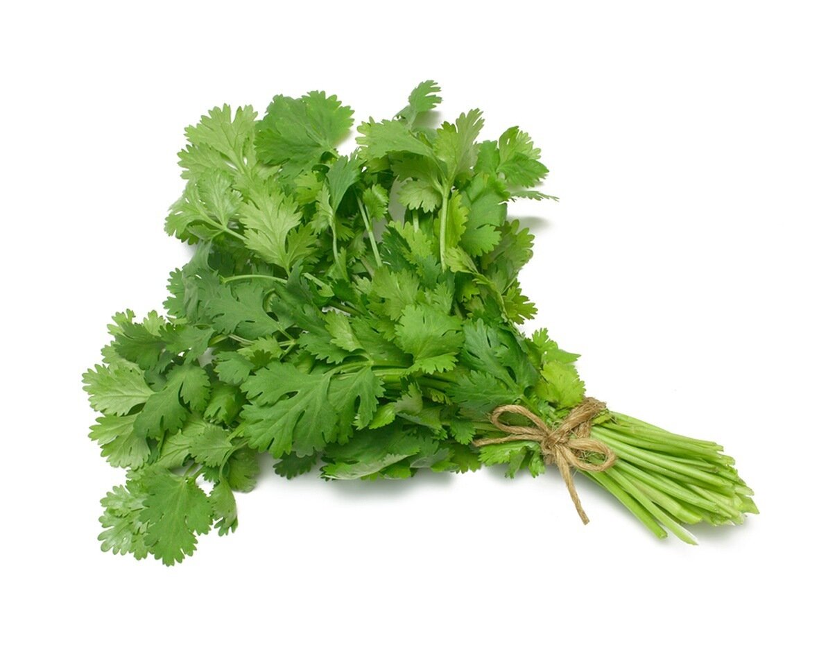 Cilantro (2 Bunches)