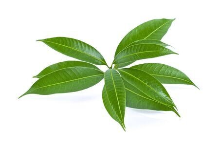 Mango Leaves 5 PC