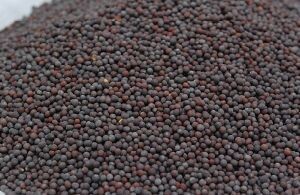 Mustard Seeds Andhra (Aara) (7oz)