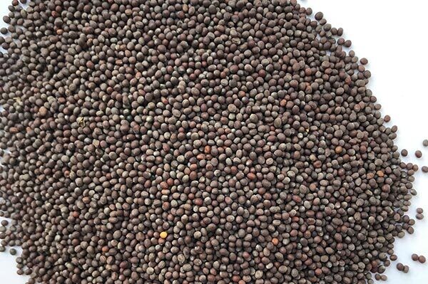 Mustard Seeds (Aara) (7oz)