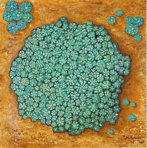 Dancing Medicine