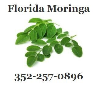 Florida Moringa Trees