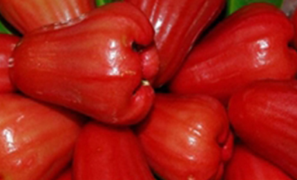 “Thapthim Chan” Rose Apple -Medium Size
