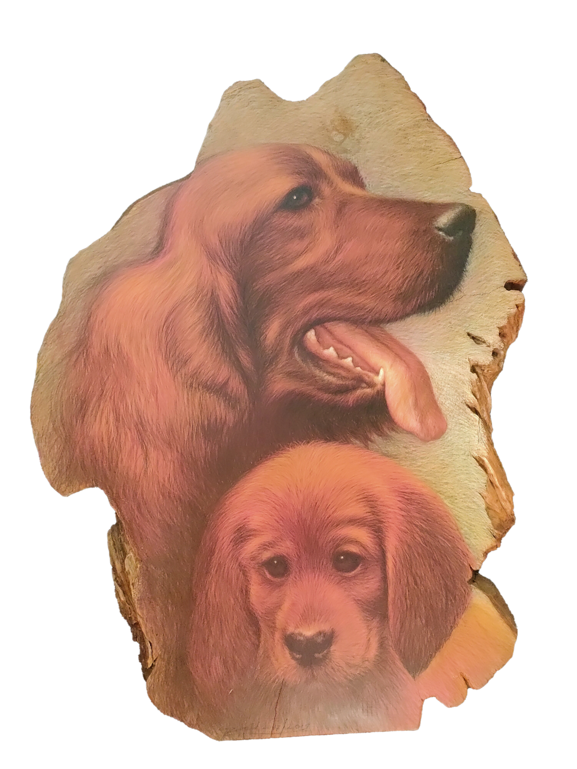 Rosid - IRISH/RED SETTER (2017-2019)