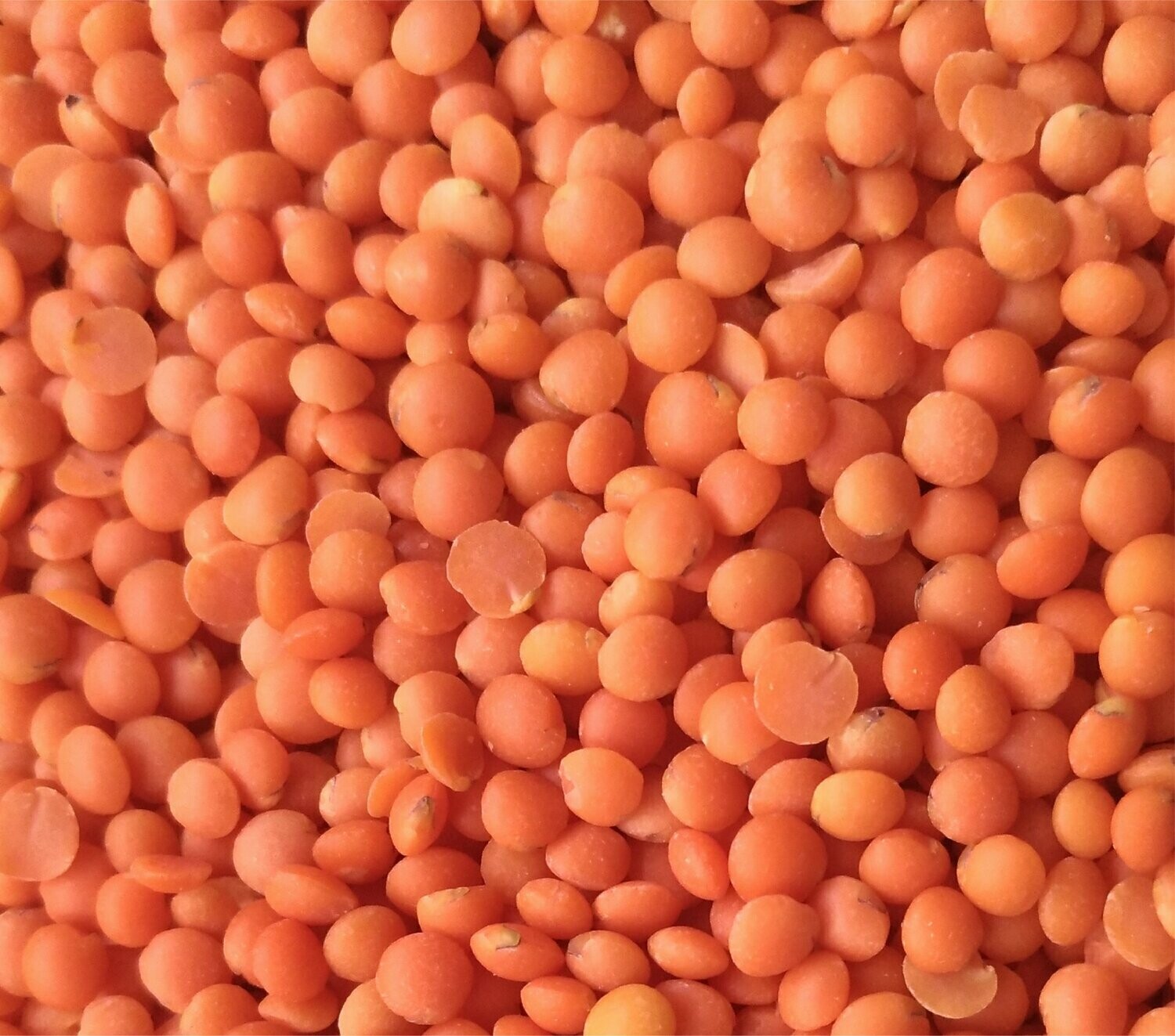 Lentilles Corail Entières - BIO - 500g