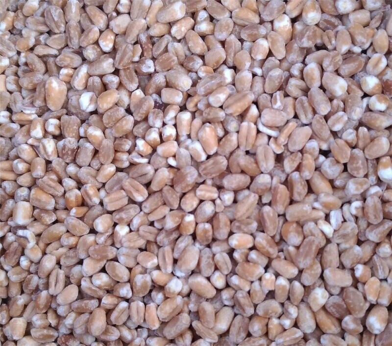 Blé Mondé BIO 500g