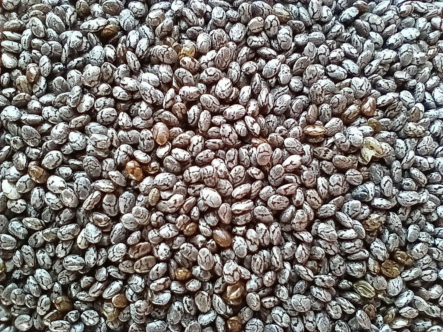 Graines de Chia BIO 100g