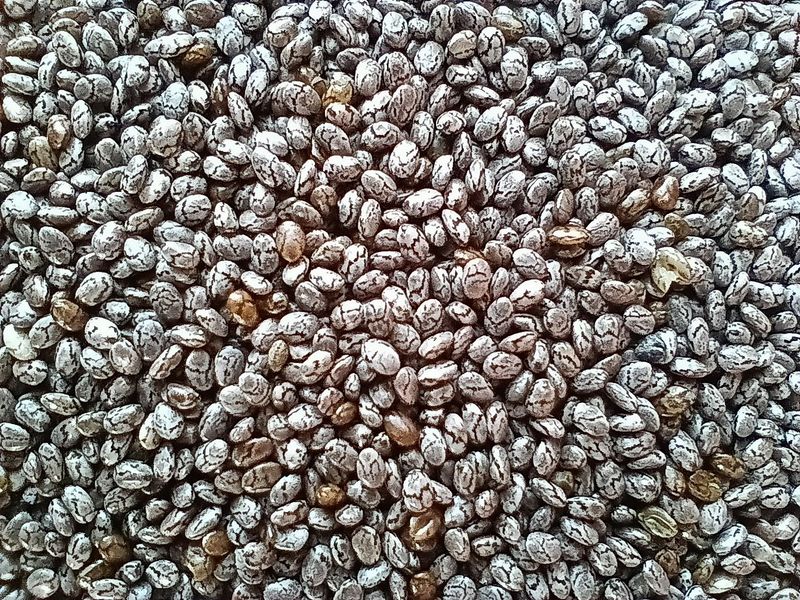 Graines de Chia BIO 100g