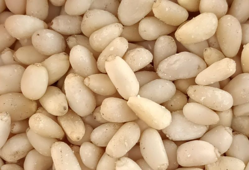 Pignon de pin BIO 50g