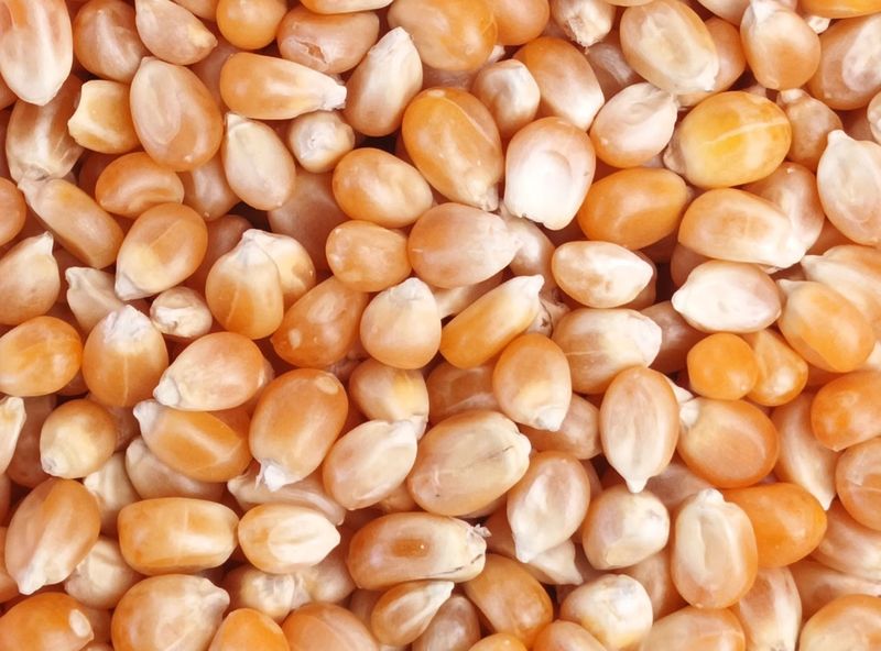 Maïs Pop Corn - BIO - 100g