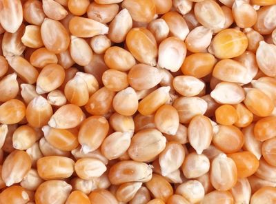 Maïs Pop Corn - BIO - 100g