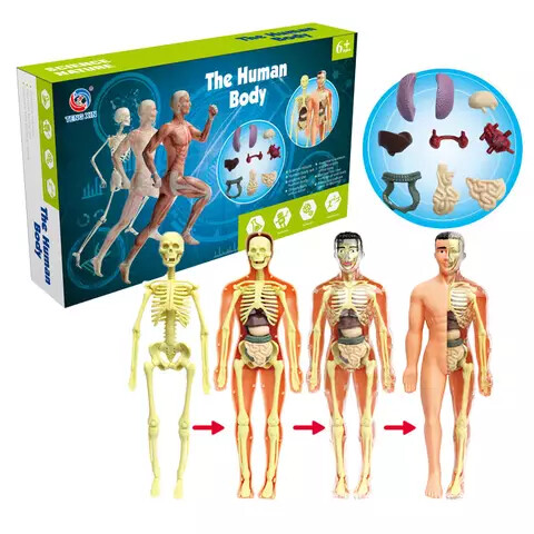 The Human Body