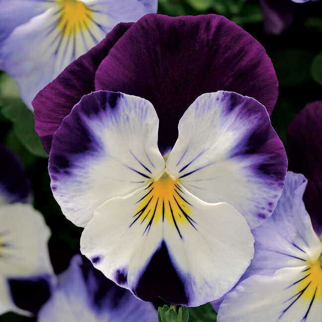Cool Wave Pansy- Violet Wing 10 Cool Wave Pansy- Violet Wing 10