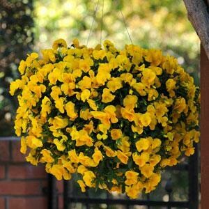 Cool Wave Pansy- Golden Yellow 10 Cool Wave Pansy- Golden Yellow 10
