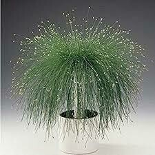 Grass- Fiber Optic- 4 Grass- Fiber Optic- 4