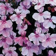 Lobelia- Regatta Lilac- 4 Pack Lobelia- Regatta Lilac- 4 Pack