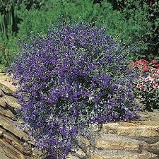 Lobelia- Regatta Midnight Blue- 4 Pack Lobelia- Regatta Midnight Blue- 4 Pack