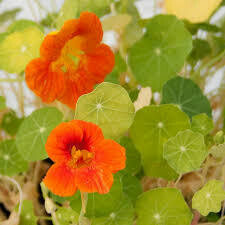 Nasturtium- Dwarf Jewel Mix- 4 Nasturtium- Dwarf Jewel Mix- 4