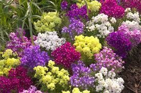 Linaria- Fantasista Mix- 4 Linaria- Fantasista Mix- 4