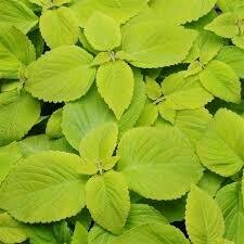 Coleus- Premium Sun Lime Delight- 3 Coleus- Premium Sun Lime Delight- 3