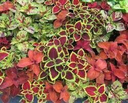 Coleus- Wizard Select Mix- 3 Coleus- Wizard Select Mix- 3