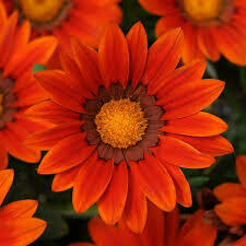 Gazania- New Day Bronze- 2 Pack Gazania- New Day Bronze- 2 Pack