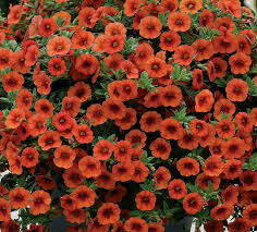 Calibrachoa- Kabloom Orange-10 Calibrachoa- Kabloom Orange-10