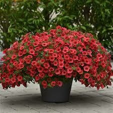 Calibrachoa- Kabloom Coral- 2 Pack Calibrachoa- Kabloom Coral- 2 Pack