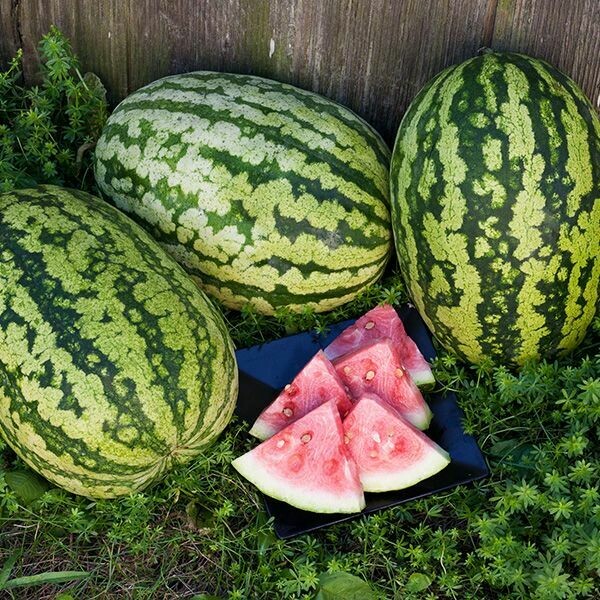 Watermelon- Klondike Blue Watermelon- Klondike Blue