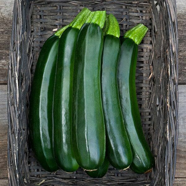 Zucchini- Midnight Lightning Zucchini- Midnight Lightning