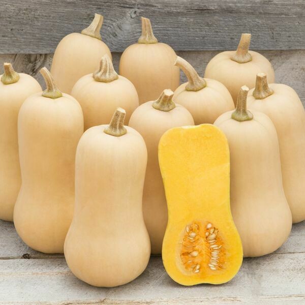 Winter Squash- Havana F1 Winter Squash- Havana F1