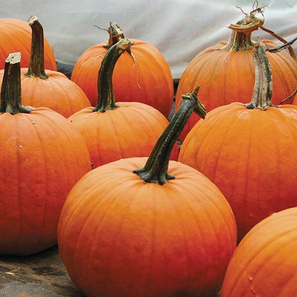 Pumpkin- Cider Jack Pumpkin- Cider Jack