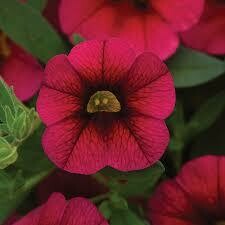 Calibrachoa- Kabloom Cherry- 10 Calibrachoa- Kabloom Cherry- 10