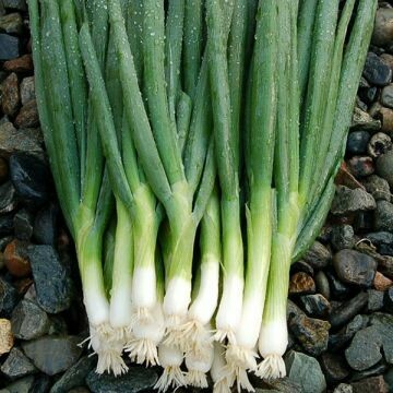 Onion- Parade Onion- Parade