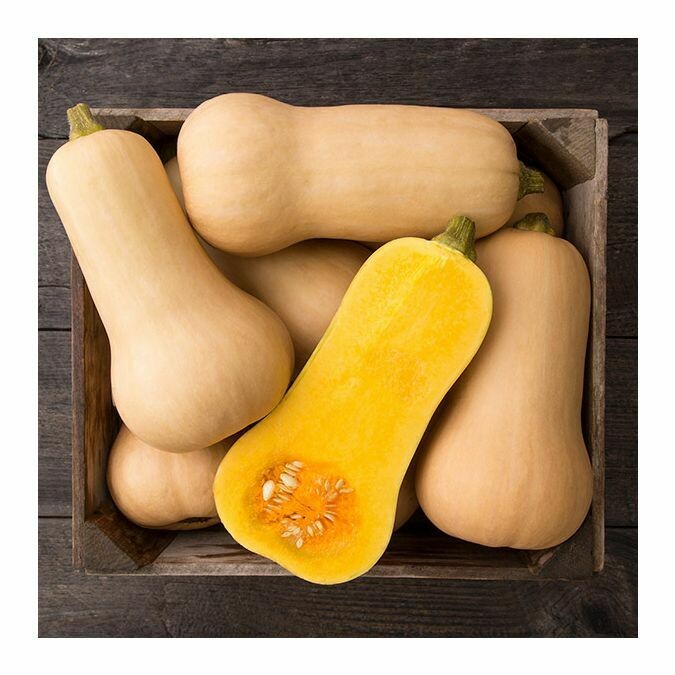 Winter Squash- Waltham Butternut Winter Squash- Waltham Butternut