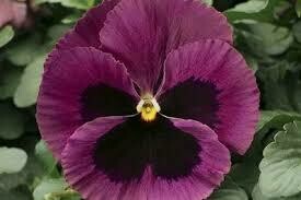 Pansy- Delta Premium Rose Blotch Pansy- Delta Premium Rose Blotch
