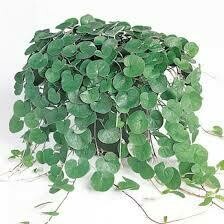 Dichondra- Emerald Falls- 4 Dichondra- Emerald Falls- 4